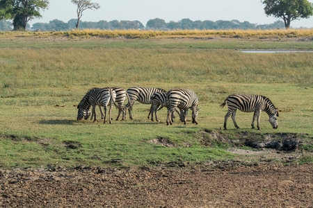 Zebras in the Moremi Game Reserve (Okavango River Delta), National Park, Botswanaの写真素材