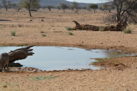 Wild boar drinking at a waterhole in the Okavango Delta, Botswanaの写真素材