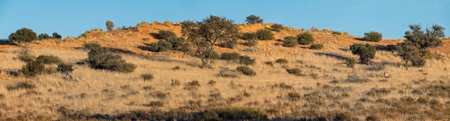Panoramic view of the sand dunes in Kgalagadi transfrontier park, South Africa