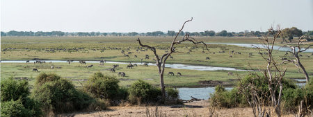 Panoramic view of Chobe National Park, Botswanaの写真素材