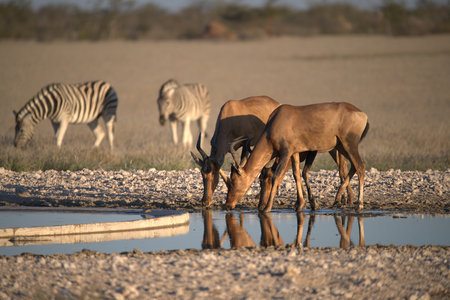 Zebras drinking at a waterhole in Etosha National Park, Namibiaの写真素材