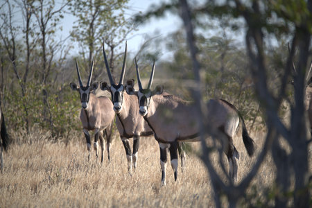 Gemsbok antelope (Oryx gazella)の写真素材