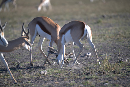 Springbok - Antidorcas marsupialis in Etosha National Park, Namibiaの写真素材