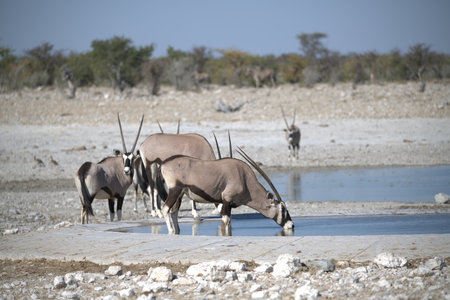 Oryx drinking at a waterhole.の写真素材