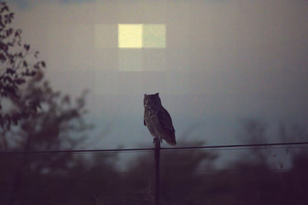 Owl sitting on the wire in the misty morning at night.の写真素材