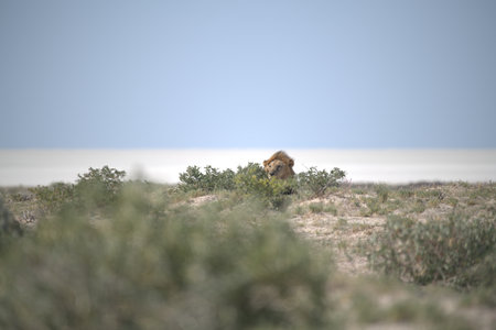 Lion in the savanna of Etosha National Park, Namibiaの写真素材