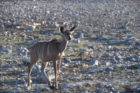 Kudu in the Etosha National Park, Namibia