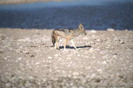 Black-backed jackal (Canis mesomelas) in Etosha National Park, Namibia