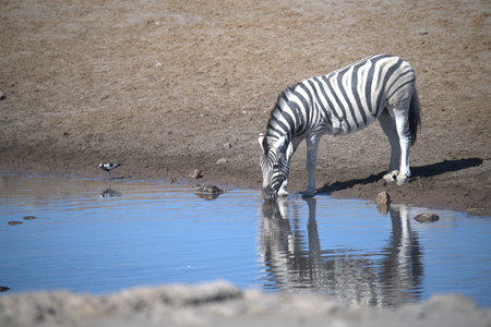 Plains zebra (Equus quagga) drinking at a waterholeの写真素材