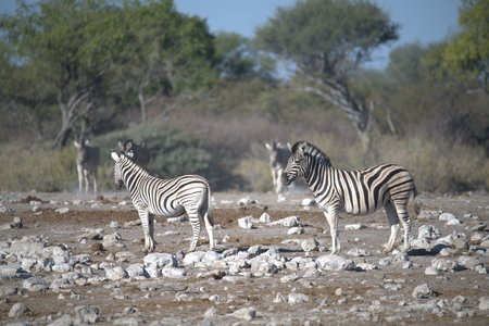 Burchell's Zebra - Equus quagga burchelliの写真素材
