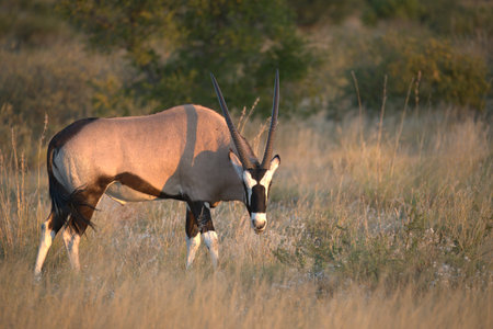 Gemsbok antelope (Oryx gazella)の写真素材