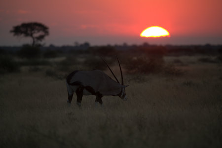 Gemsbok (Oryx gazella) at sunsetの写真素材