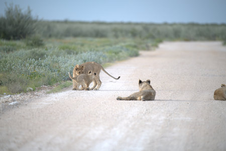 Lion cubs walking on the road in Chobe National Park, Botswana, Africaの写真素材