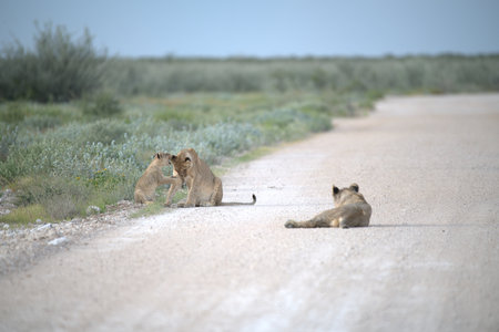 Lion cubs on the road in the Etosha National Park, Namibiaの写真素材