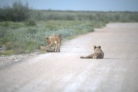 Lioness and cubs in the Etosha National Park, Namibiaの写真素材