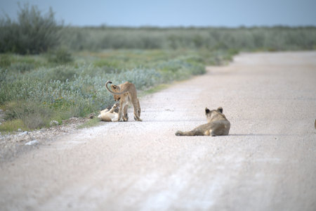 Lion cubs playing on the road in the Etosha National Park in Namibiaの写真素材