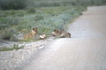 Lioness and cubs in the Etosha National Park, Namibiaの写真素材