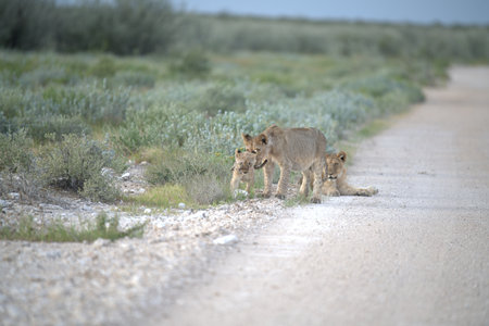 Lion cubs walking on the road in the Etosha National Park, Namibiaの写真素材