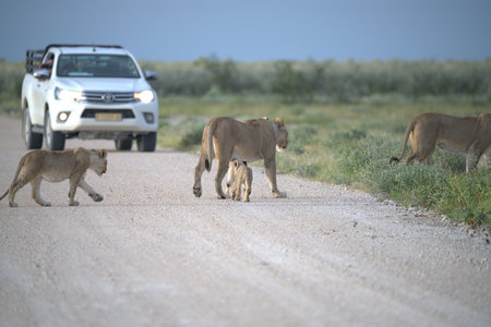 Lioness and lion cubs crossing the road in Namibiaの写真素材