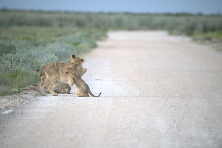 Lion cubs playing on the road in the Okavango Delta, Botswana.の写真素材