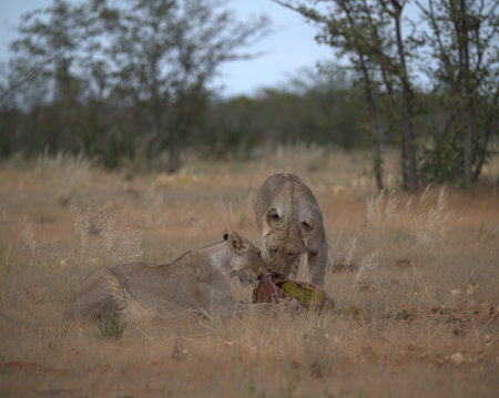 Lioness and lion cub in Kruger National Park, South Africa ; Species Panthera leo family of Felidaeの写真素材