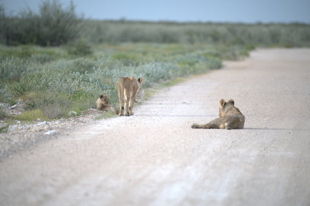 Lioness and cubs in Etosha National Park, Namibiaの写真素材
