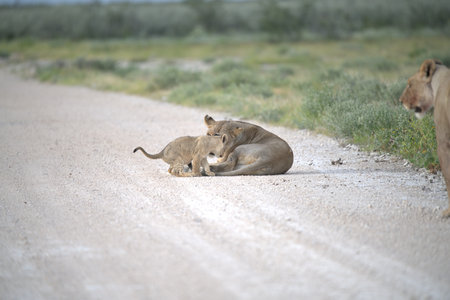 Lioness and cub in the Moremi Game Reserve (Okavango River Delta), National Park, Botswanaの写真素材