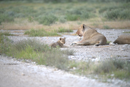 Lioness and cub in Chobe National Park, Botswana, Africaの写真素材