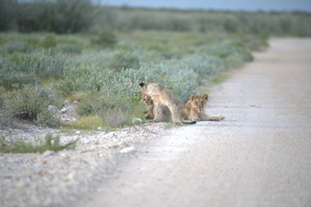 Lion cubs playing on the road in Etosha National Park, Namibiaの写真素材