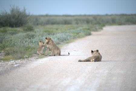 Lioness and cubs on the road in Okavango Delta, Botswanaの写真素材