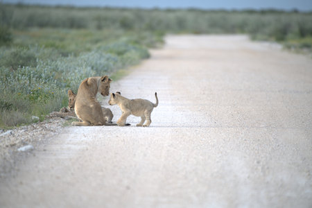 Lioness and lion cubs walking on the road in Namibiaの写真素材