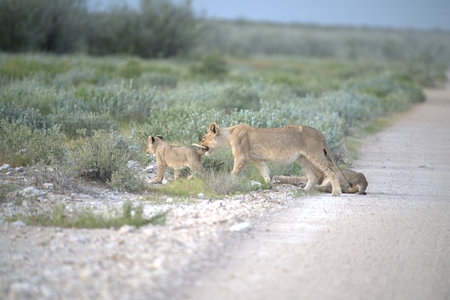 Lion cubs playing on the road in the Etosha National Park, Namibiaの写真素材