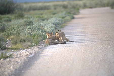 Lion cubs in the Etosha National Park, Namibiaの写真素材
