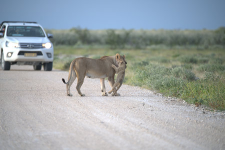 Lion walking on the road in the Etosha National Park in Namibiaの写真素材