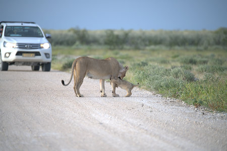 Lioness with cub crossing the road in Namibia, Africaの写真素材