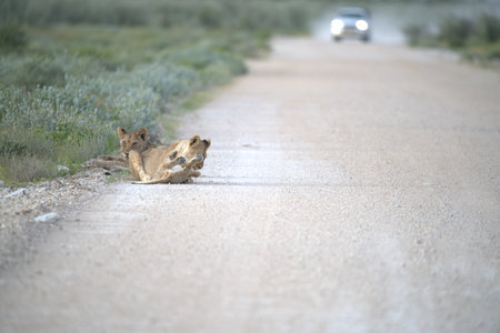 Lion lying on the road in South Africaの写真素材