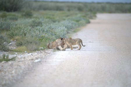 Lion cubs walking on the road in Etosha National Park, Namibia
