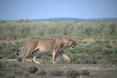 Lioness in the Etosha National Park, Namibiaの写真素材