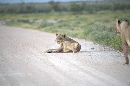 Lioness lying on the road in Serengeti National Park, Tanzaniaの写真素材