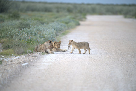 Lion cubs walking on the road in the Etosha National Park, Namibiaの写真素材