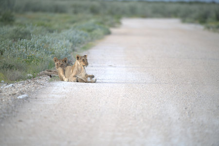 Lion lying on the road in Okavango Delta, Botswanaの写真素材