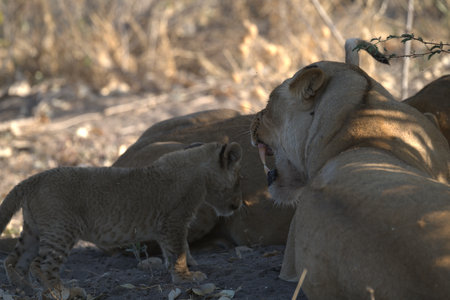 Lioness and lion cub in Etosha National Park, Namibiaの写真素材