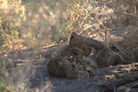 Lion cubs in Kruger National Park, South Africa ; Species Panthera leo family of Felidaeの写真素材