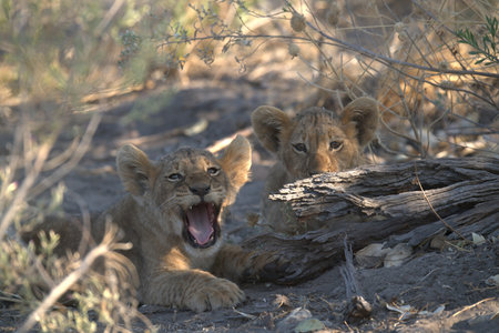Lion cubs yawning in the Kruger National Park, South Africa.の写真素材