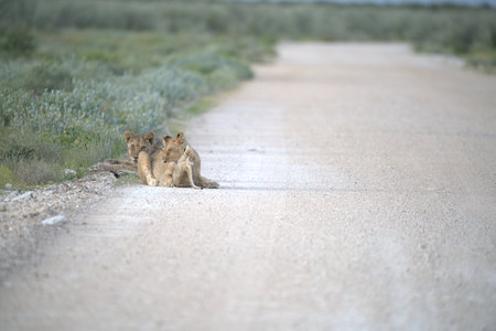 Lion cubs on the road, Kruger National Park, South Africaの写真素材