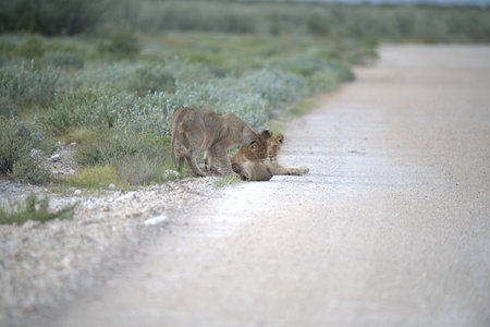 Lioness and cubs on the road in Etosha National Park, Namibiaの写真素材