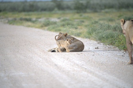 Lioness and lion cubs in Serengeti National Park, Tanzaniaの写真素材