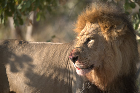 Lion in Kruger National Park, South Africa ; Species Panthera leo family of Felidae
