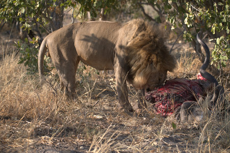 Lion eating a buffalo carcass in Kruger National Park, South Africa ; Species Panthera leo family of Felidaeの写真素材