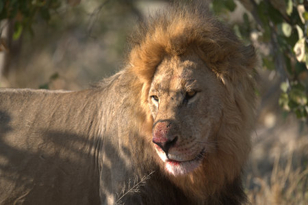 Lion in Kruger National Park, South Africa; Species Panthera leo family of Felidae